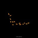 Jharkhand State Flower_Palash_Design_Front.jpg